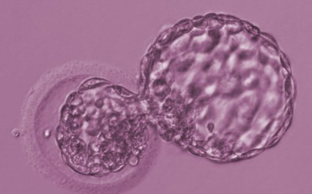 Чому відбувається зупинка розвитку ембріонів? фото 94
