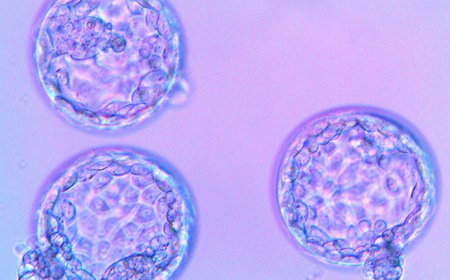 14 дней между эмбриотрансфером и первым тестом фото 19